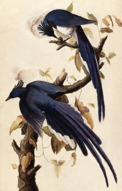 Magpie Jay by John James Audubon